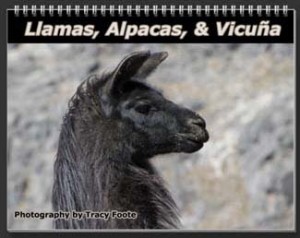 2017 Llamas, Alpacas, and Vicuna Wall Calendars