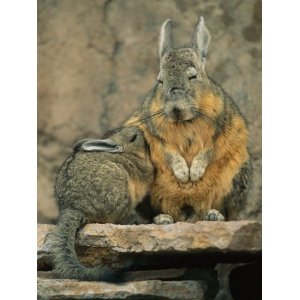 viscacha print poster