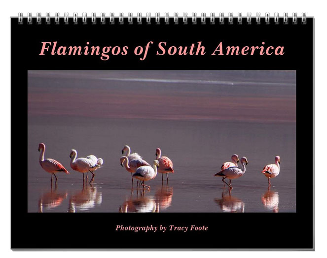 2024 Flamingo Calendar – South America Birds