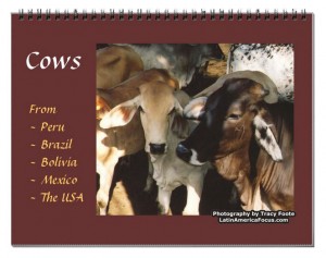 cow-calendar-south-america