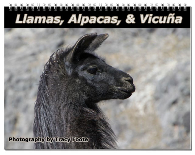 2023 Llama Calendar – Llama Wall Calendar – Latin America Focus
